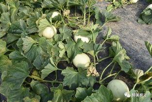 八瓜鲜吃货,探寻美食世界的无限可能