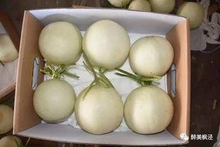 八瓜鲜吃货,探寻美食世界的无限可能