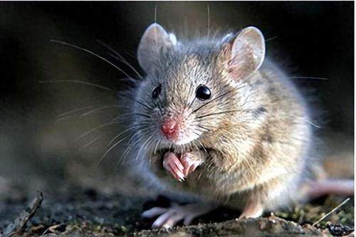 土坡鼠吃瓜,土坡鼠的夏日瓜果盛宴