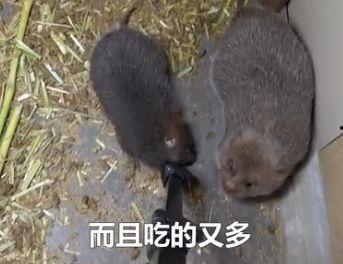 土坡鼠吃瓜,土坡鼠的夏日瓜果盛宴