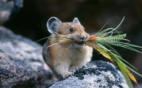 土坡鼠吃瓜,土坡鼠的夏日瓜果盛宴