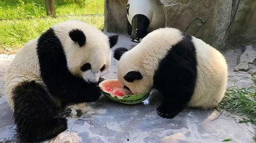 熊猫前排吃瓜,瓜香四溢的欢乐时光