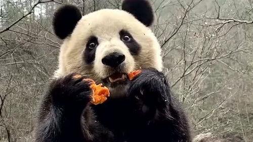 熊猫前排吃瓜,瓜香四溢的欢乐时光