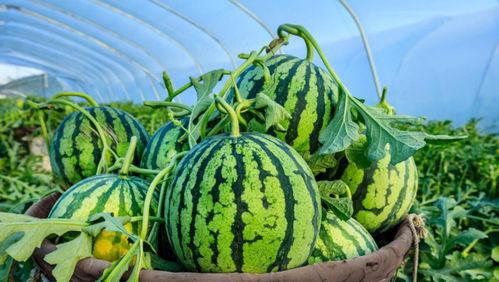 six吃瓜,揭秘娱乐圈最新“吃瓜”事件