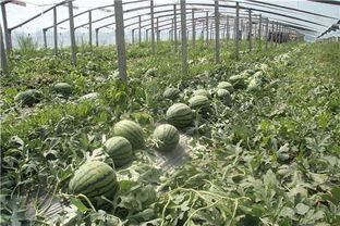 青岛情侣吃瓜,共享夏日浪漫时光