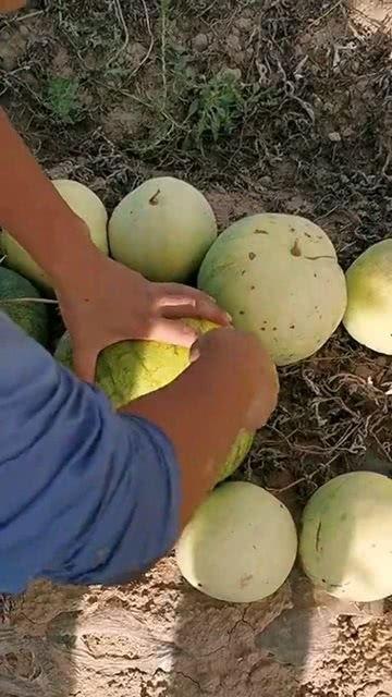 吃瓜吃不到籽,揭秘吃瓜吃不到籽的奥秘