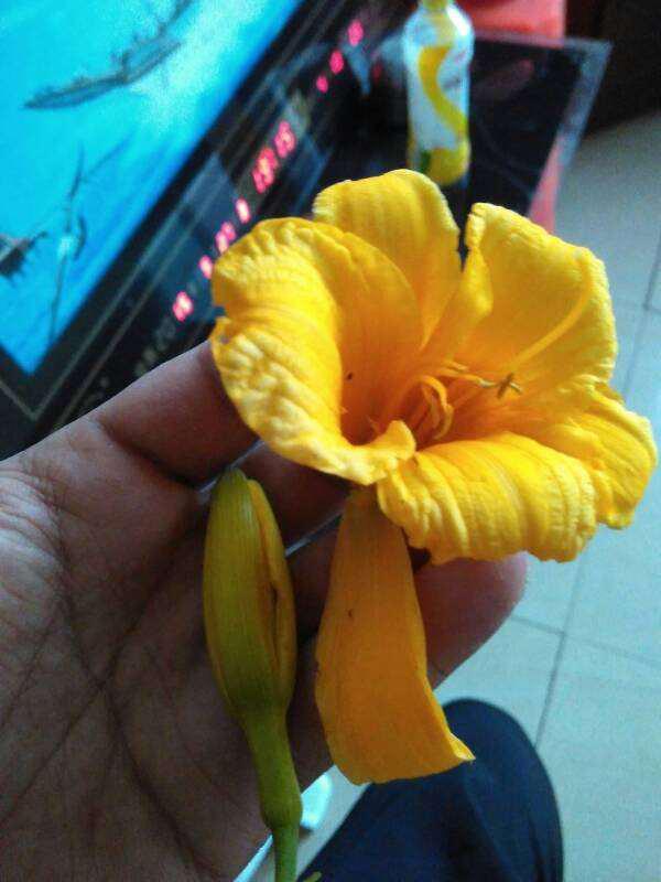 王瓜花可以吃吗,美味还是毒草？揭秘其食用之谜