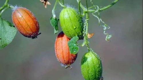 王瓜花可以吃吗,美味还是毒草？揭秘其食用之谜