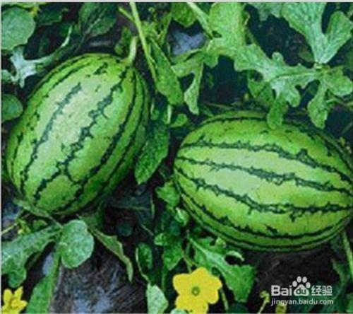 如何在网上吃瓜,如何轻松成为“瓜界”达人