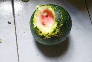 怀孕可以吃普瓜