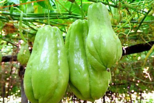 网上买的佛手瓜可以吃吗,安全食用指南