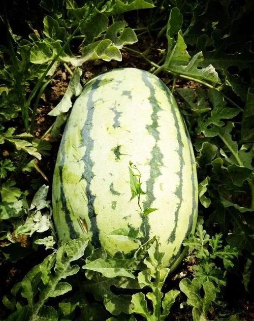 庄河最近吃瓜事件