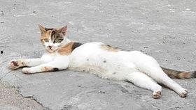 白文鸟可以吃瓜吗,瓜果新宠