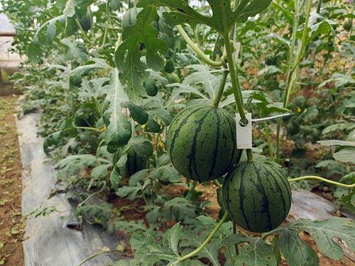 51吃瓜中心吃最新的瓜,最新热门事件幕后真相大曝光！