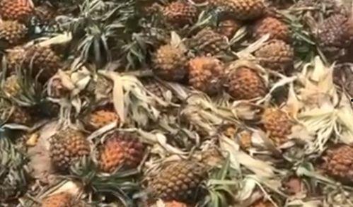 象郭庄吃瓜,夏日消暑新风尚