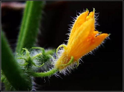 吃瓜花瓣小组,揭秘娱乐圈背后的花边新闻