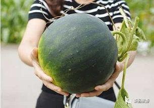 济宁北湖吃瓜群,夏日里的欢乐聚集地