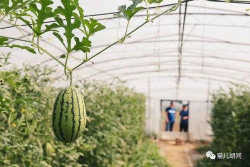 全京城吃瓜,吃瓜群众狂欢，揭秘京城美食风云录