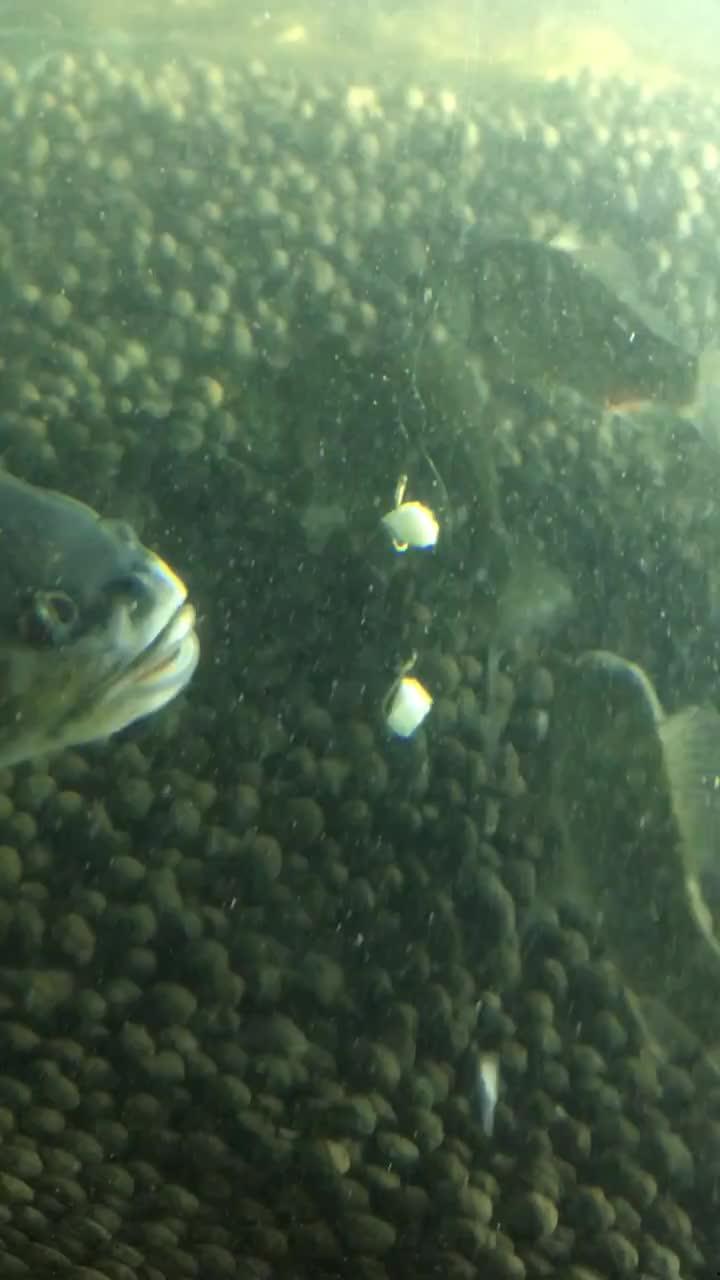 小鱼吃瓜视频在哪,热门内容背后的制作奥秘