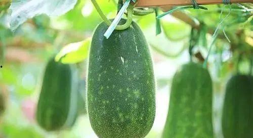 吃瓜一夏,一场视觉与味蕾的双重盛宴