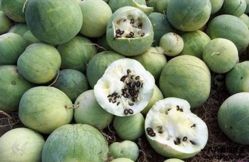 地球吃瓜君,揭秘地球上的奇闻异事