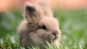 疯狂的兔子吃瓜,一场别开生面的美食盛宴