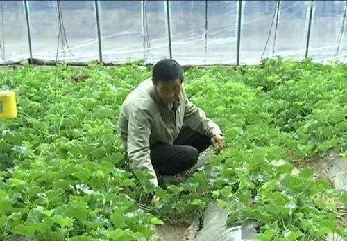 幸福小区吃瓜,邻里和谐，共享瓜香时光