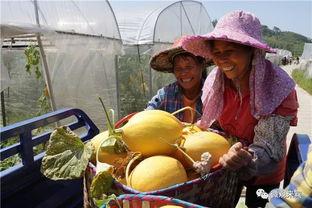 幸福小区吃瓜,邻里和谐，共享瓜香时光