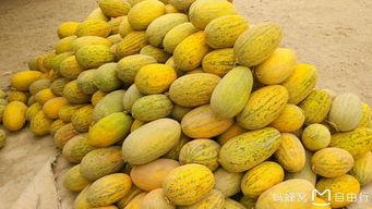 大西北吃瓜,一场别开生面的吃瓜盛宴