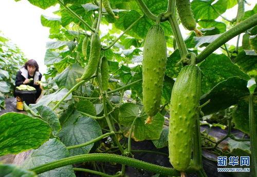 小萨吃绿瓜,小萨的绿瓜奇遇记