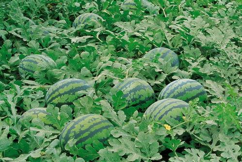 曹县7.29吃瓜,一场网络狂欢背后的真相与反思