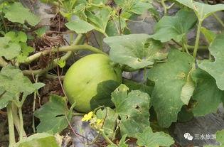 农职吃瓜,趣味横生的校园生活剪影