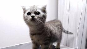 吃瓜第一喵,揭秘娱乐圈那些不为人知的幕后故事