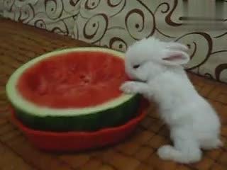 兔子坐着吃瓜,坐着吃瓜的惬意生活