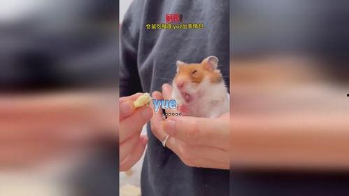 仓鼠吃瓜的表情包,萌态可掬，瓜香四溢