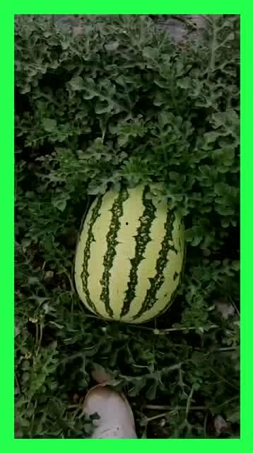 到了每天吃瓜的节奏,跟随节奏，畅享瓜界盛宴