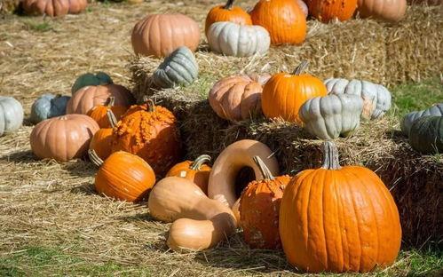 牛塘吃瓜,探寻乡村美食的魅力