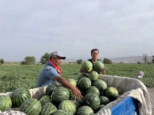 牛塘吃瓜,探寻乡村美食的魅力
