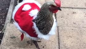 母鸡可以吃瓜吗,探索家禽的饮食新选择