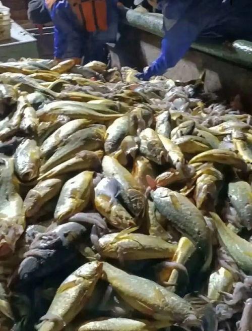 3名渔民吃瓜,三渔民瓜田奇遇记