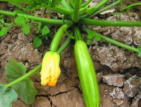 闲时养花无聊吃瓜,吃瓜乐享生活