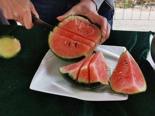 巨鹿木匠庄吃瓜,一场别开生面的吃瓜盛宴