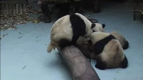 熊猫吃瓜的图片,品味瓜果乐享夏日