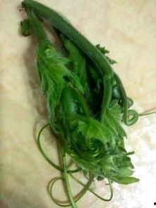 山里的瓜尖怎么吃,探索美味新吃法