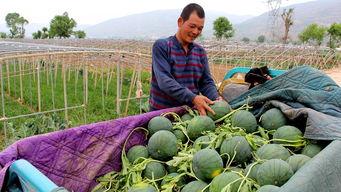 张岗吃瓜,揭秘娱乐圈幕后故事