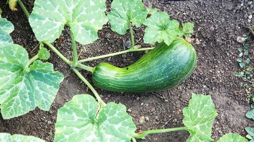 瓠瓜怎么吃呢,解锁健康美味新选择