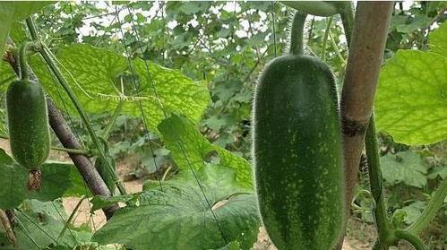 小凤瓜怎么剥开吃,美味尽享每一口