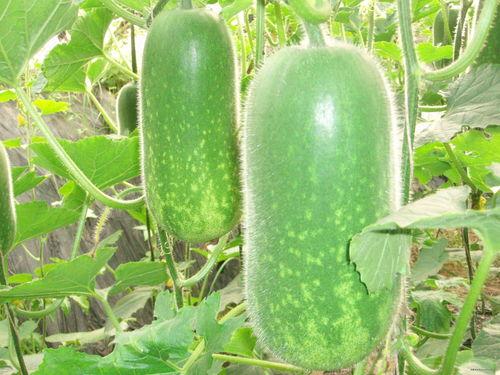 岱宗岱吃瓜文章,揭秘娱乐圈背后的那些事儿