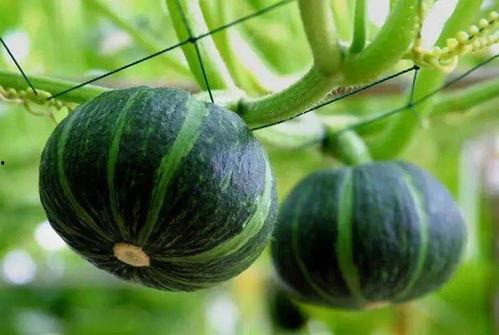 岱宗岱吃瓜文章,揭秘娱乐圈背后的那些事儿