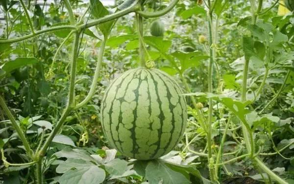 禹城吃瓜哥,揭秘当地特色美食背后的故事